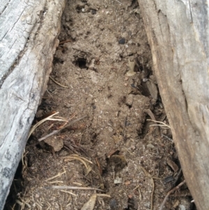 Papyrius nitidus at Symonston, ACT - suppressed