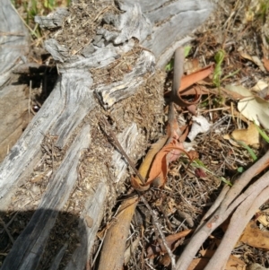 Papyrius nitidus at Symonston, ACT - suppressed