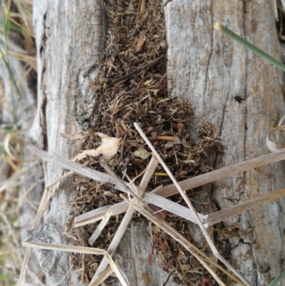 Papyrius nitidus (Shining Coconut Ant) at Symonston, ACT - 7 Mar 2018 by nath_kay