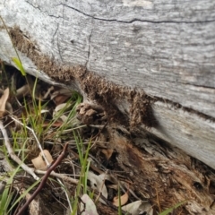 Papyrius nitidus (Shining Coconut Ant) at Symonston, ACT - 6 Mar 2018 by nath_kay