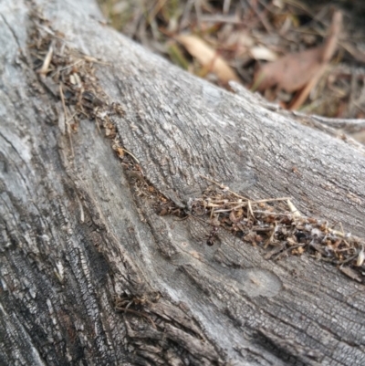 Papyrius nitidus (Shining Coconut Ant) at Symonston, ACT - 6 Mar 2018 by nath_kay