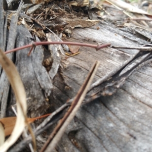 Papyrius nitidus at Symonston, ACT - 7 Mar 2018