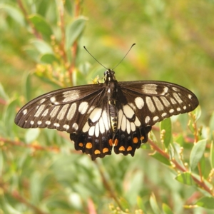 Papilio anactus at Canberra Central, ACT - 7 Mar 2018 01:05 PM