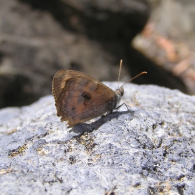 Geitoneura klugii (Marbled Xenica) at Point 4999 - 7 Mar 2018 by MatthewFrawley