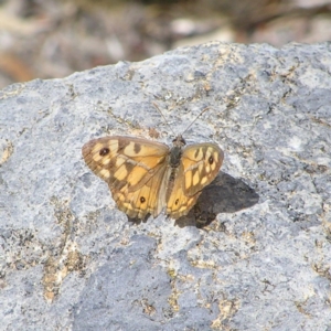 Geitoneura klugii at Point 4999 - 7 Mar 2018 12:37 PM