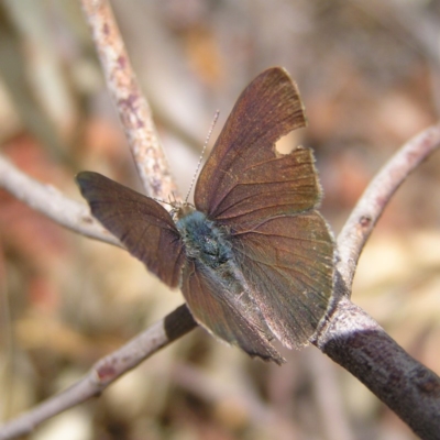 Erina hyacinthina (Varied Dusky-blue) at Canberra Central, ACT - 7 Mar 2018 by MatthewFrawley