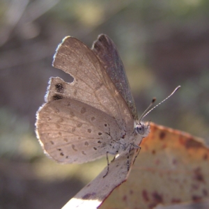 Erina hyacinthina at Canberra Central, ACT - 7 Mar 2018