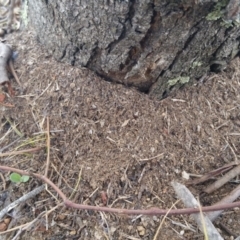 Papyrius nitidus (Shining Coconut Ant) at Symonston, ACT - 7 Mar 2018 by nath_kay