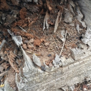 Papyrius nitidus at Symonston, ACT - suppressed