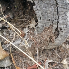 Papyrius nitidus at Symonston, ACT - suppressed