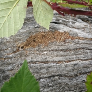 Papyrius nitidus at Symonston, ACT - suppressed
