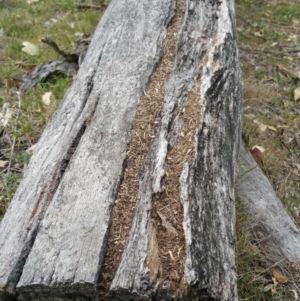 Papyrius nitidus at Jerrabomberra, ACT - suppressed