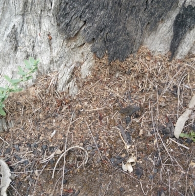 Papyrius nitidus (Shining Coconut Ant) at Jerrabomberra, ACT - 6 Mar 2018 by nathkay