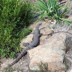 Varanus rosenbergi at Greenleigh, NSW - 7 Mar 2018