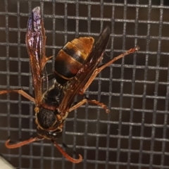 Polistes (Polistella) humilis (Common Paper Wasp) at Isaacs, ACT - 7 Mar 2018 by Mike