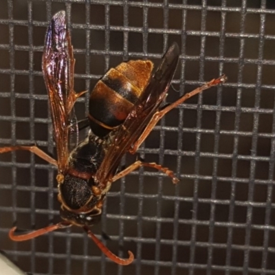 Polistes (Polistella) humilis (Common Paper Wasp) at Isaacs, ACT - 7 Mar 2018 by Mike