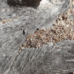 Papyrius nitidus (Shining Coconut Ant) at Symonston, ACT - 7 Mar 2018 by Mike