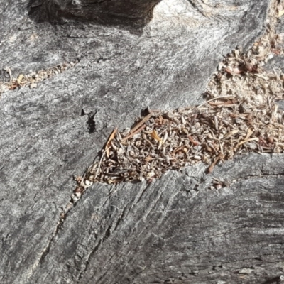 Papyrius nitidus (Shining Coconut Ant) at Symonston, ACT - 7 Mar 2018 by Mike