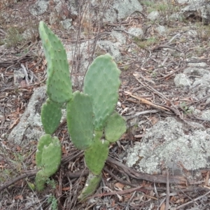 Opuntia sp. at Symonston, ACT - 7 Mar 2018 10:36 AM