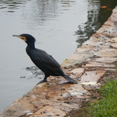 Phalacrocorax carbo (Great Cormorant) at Commonwealth & Kings Parks - 21 Apr 2017 by Alison Milton
