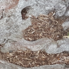 Papyrius nitidus (Shining Coconut Ant) at Symonston, ACT - 7 Mar 2018 by Mike