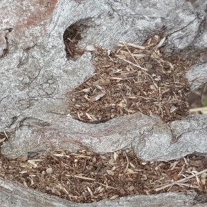 Papyrius nitidus at Symonston, ACT - suppressed