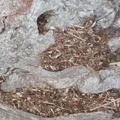 Papyrius nitidus (Shining Coconut Ant) at Symonston, ACT - 6 Mar 2018 by Mike