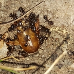 Papyrius nitidus (Shining Coconut Ant) at Symonston, ACT - 6 Mar 2018 by Mike