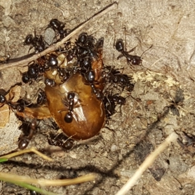 Papyrius nitidus (Shining Coconut Ant) at Symonston, ACT - 6 Mar 2018 by Mike