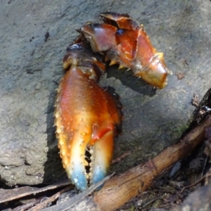 Euastacus crassus at Paddys River, ACT - 6 Mar 2018