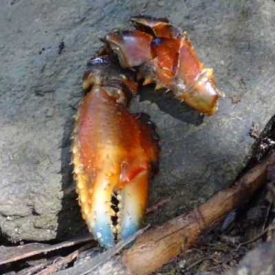 Euastacus crassus (Alpine Spiny Crayfish) at Paddys River, ACT - 6 Mar 2018 by roymcd