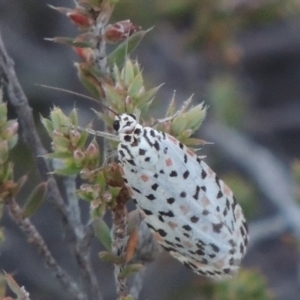 Utetheisa pulchelloides at Rob Roy Range - 28 Feb 2018 07:34 PM