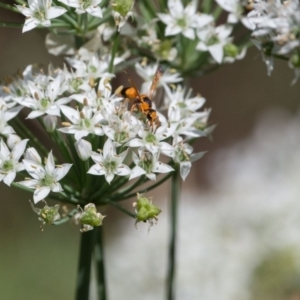 Eumeninae (subfamily) at Murrumbateman, NSW - 8 Mar 2018