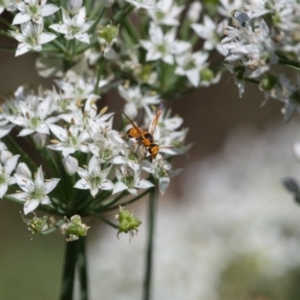 Eumeninae (subfamily) at Murrumbateman, NSW - 8 Mar 2018