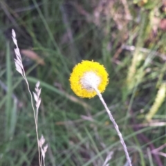 Leptorhynchos squamatus subsp. alpinus at Paddys River, ACT - 3 Mar 2018 05:15 PM