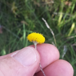 Leptorhynchos squamatus subsp. alpinus at Paddys River, ACT - 3 Mar 2018 05:15 PM