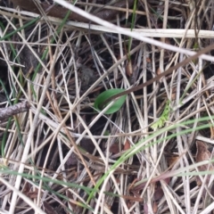 Eriochilus cucullatus (Parson's Bands) at Paddys River, ACT - 3 Mar 2018 by gregbaines