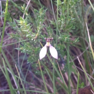 Eriochilus cucullatus at Paddys River, ACT - 3 Mar 2018