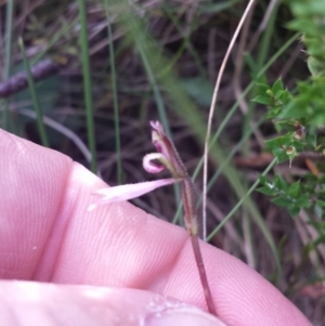 Eriochilus cucullatus at Paddys River, ACT - 3 Mar 2018