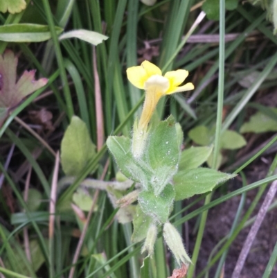 Erythranthe moschata (Musk) at Paddys River, ACT - 3 Mar 2018 by gregbaines