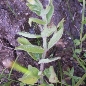 Erythranthe moschata at Paddys River, ACT - 3 Mar 2018