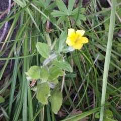 Erythranthe moschata at Paddys River, ACT - 3 Mar 2018