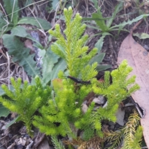 Austrolycopodium fastigiatum at Paddys River, ACT - 3 Mar 2018