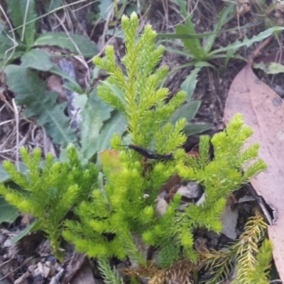 Austrolycopodium fastigiatum (Alpine Club Moss) at Paddys River, ACT - 3 Mar 2018 by gregbaines