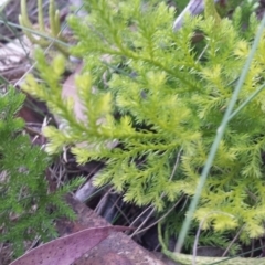 Austrolycopodium fastigiatum at Paddys River, ACT - 3 Mar 2018