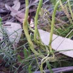 Austrolycopodium fastigiatum at Paddys River, ACT - 3 Mar 2018