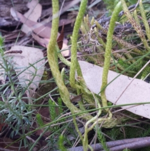 Austrolycopodium fastigiatum at Paddys River, ACT - 3 Mar 2018