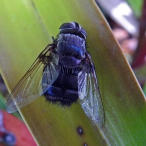 Rutilia sp. (genus) at Acton, ACT - 8 Mar 2018