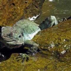 Intellagama lesueurii howittii at Acton, ACT - 8 Mar 2018 11:48 AM