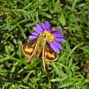 Ocybadistes walkeri at Acton, ACT - 8 Mar 2018 10:51 AM